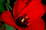 Vibrant Red Flower