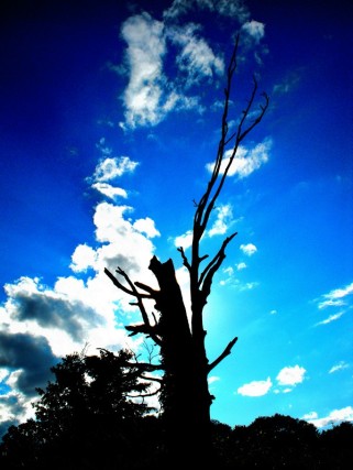 Dead Tree Silhouette Contrasted